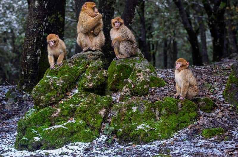 Group of brown Barbary macaques sitting on moss-covered rocks in a snowy forest during the 3 Days Tour from Fes to Merzouga.