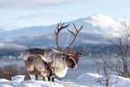 Tromsø: Reindeer Sledding, Feeding & Sami Culture Experience