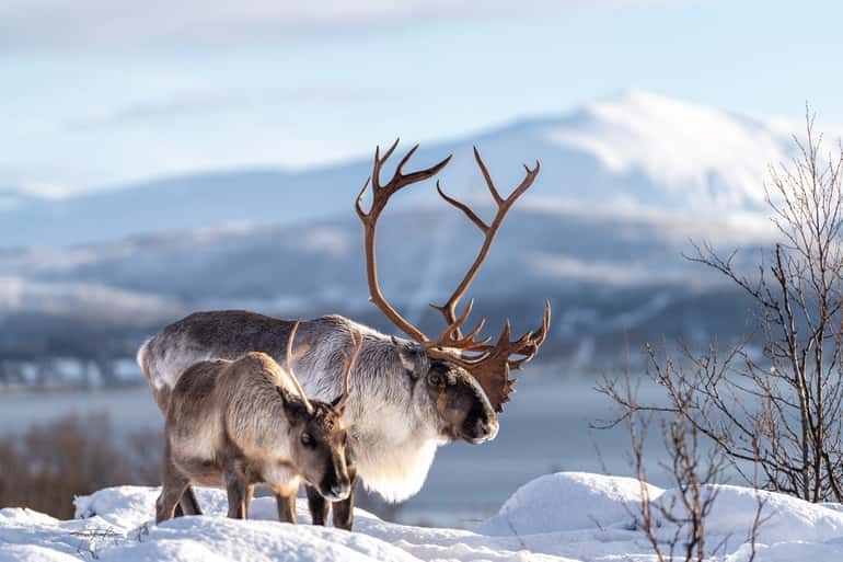 Tromsø: Reindeer Sledding, Feeding & Sami Culture Experience