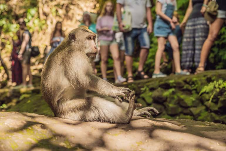 Monkey sitting on a sunlit rock in a forest area with blurred people standing and observing in the background during a 4-day desert tour