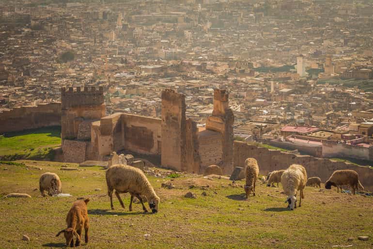 4-day desert tour view with grazing sheep on grassy hill and ancient ruins overlooking a sprawling cityscape