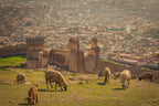 4-day desert tour view with grazing sheep on grassy hill and ancient ruins overlooking a sprawling cityscape