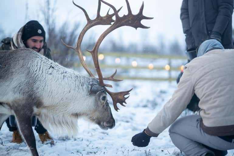 Tromsø: Reindeer Sledding, Feeding & Sami Culture Experience