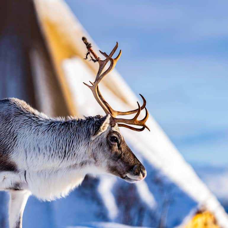 Tromsø: Reindeer Sledding, Feeding & Sami Culture Experience