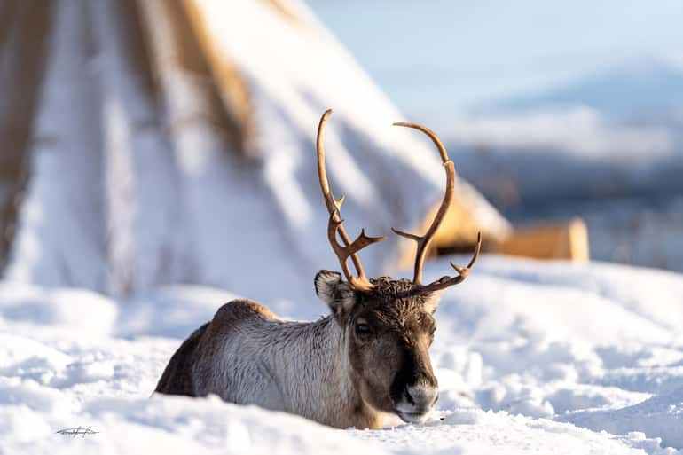 Tromsø: Reindeer Sledding, Feeding & Sami Culture Experience