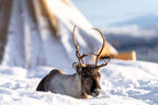 Tromsø: Reindeer Sledding, Feeding & Sami Culture Experience
