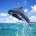 Bohol Island Dolphin Watching Island Snorkeling