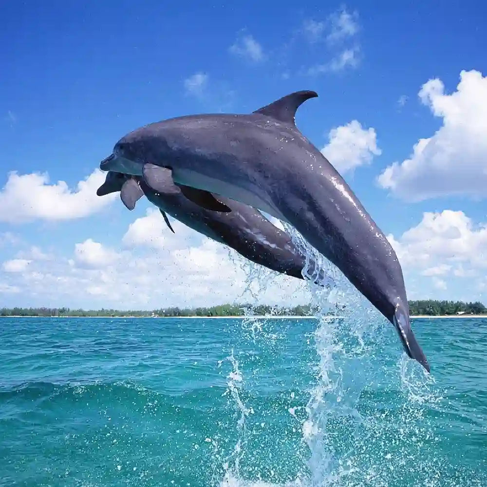 Bohol Island Dolphin Watching Island Snorkeling