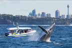 Fantasea Sydney whale watching cruise half-day tour