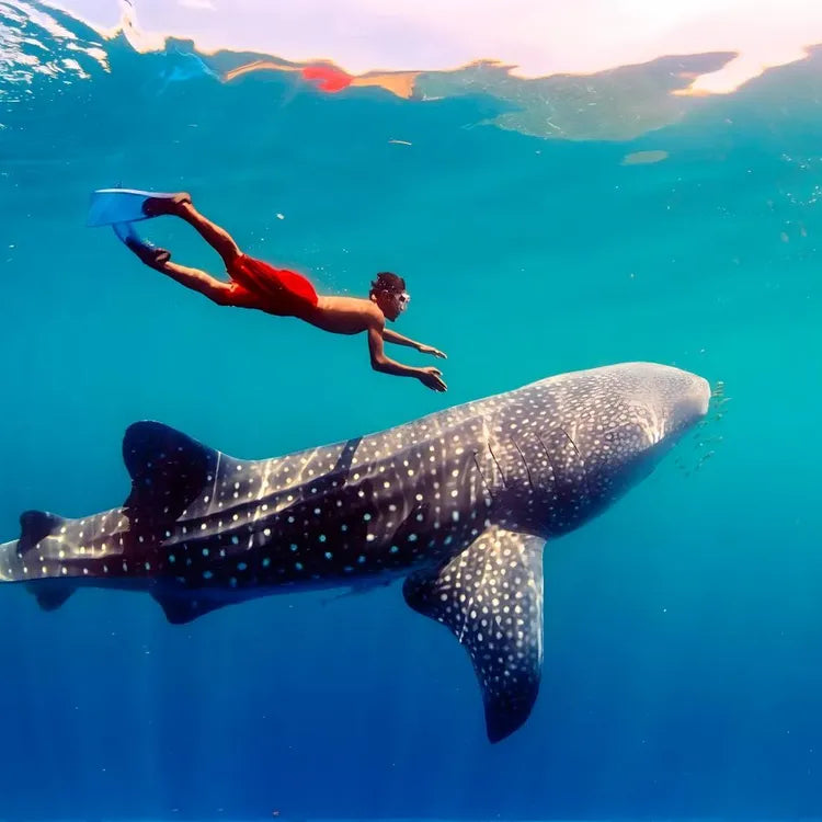 From Cebu Oslob Whale Shark Encounter Sardine Run Full-Day Marine