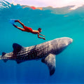 From Cebu Oslob Whale Shark Encounter Sardine Run Full-Day Marine