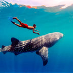 From Cebu Oslob Whale Shark Encounter Sardine Run Full-Day Marine