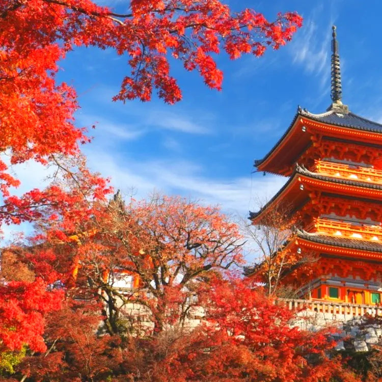 Kyoto and Nara One-Day Tour Kiyomizu-dera