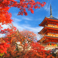 Kyoto and Nara One-Day Tour Kiyomizu-dera