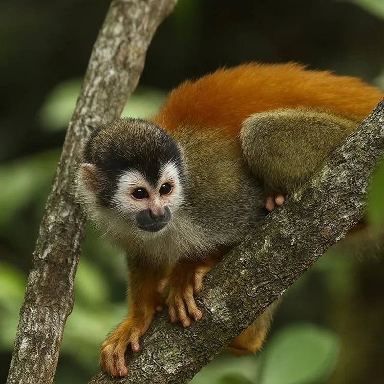 Manuel Antonio National Park Guided Tour