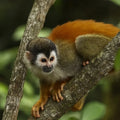 Manuel Antonio National Park Guided Tour