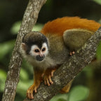 Manuel Antonio National Park Guided Tour