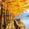 Nami Island  The Garden of Morning Calm One-Day Tour