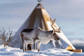 Tromsø: Reindeer Sledding, Feeding & Sami Culture Experience