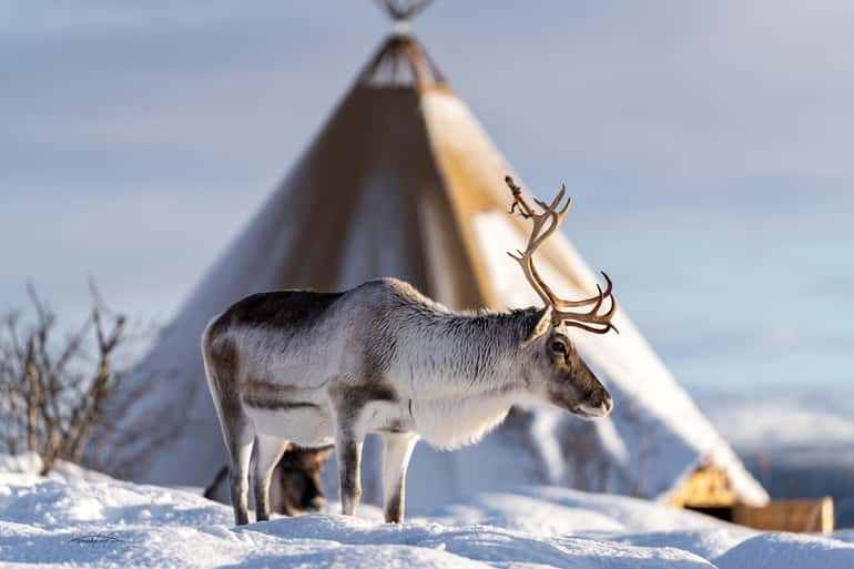 Tromsø: Reindeer Sledding, Feeding & Sami Culture Experience