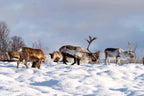 Tromsø: Reindeer Sledding, Feeding & Sami Culture Experience