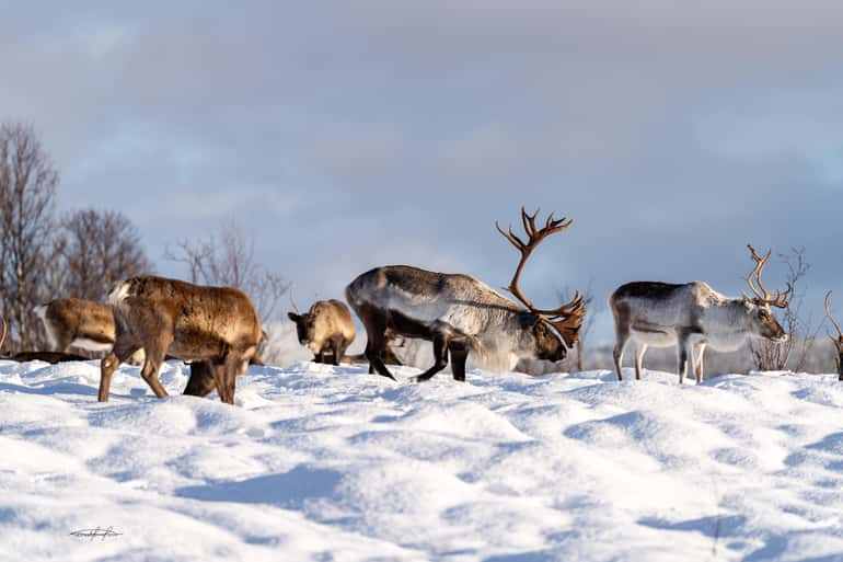 Tromsø: Reindeer Sledding, Feeding & Sami Culture Experience