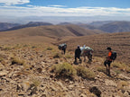 Hiking group with backpacks and donkeys trekking down rocky brown mountain terrain under blue sky during Boumalne Dades Tour