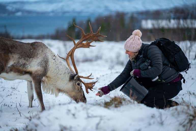 Tromsø: Reindeer Sledding, Feeding & Sami Culture Experience