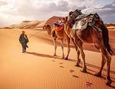 camel trekking adventure with two saddled camels walking on sandy dunes with a person in traditional clothing