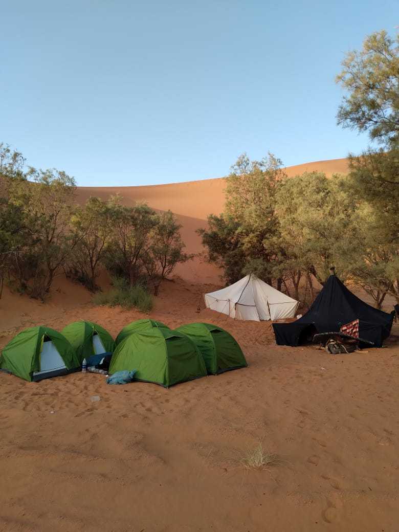 Camel trekking desert camp setup with green, white, and black tents on sandy ground surrounded by sparse trees and sand dunes under a clear blue sky