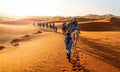 Camel trekking group led by a guide in traditional blue attire crossing golden sand dunes in Erg Chebbi desert at sunset.