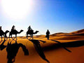Camel Trekking in the Moroccan Sahara with silhouettes of camels and riders casting long shadows on golden sand dunes under a bright blue sky.