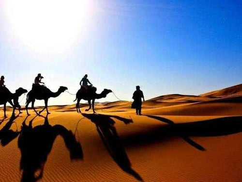 Camel Trekking in the Moroccan Sahara with silhouettes of camels and riders casting long shadows on golden sand dunes under a bright blue sky.