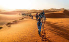 Camel trekking caravan of people riding camels through golden sand dunes under clear sky in Erg Chebbi desert
