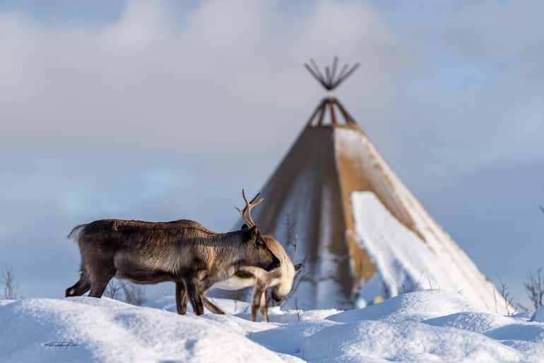 Tromsø: Reindeer Sledding, Feeding & Sami Culture Experience