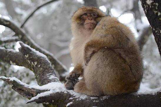 Wild Barbary macaque with brown fur sitting on snowy tree branch in cedar forest during Day Tour from Merzouga to Fes