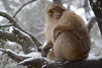 Wild Barbary macaque with brown fur sitting on snowy tree branch in cedar forest during Day Tour from Merzouga to Fes
