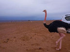 Desert Erg Chigaga Camp view showing a black and pink ostrich walking on reddish sandy terrain with a white vehicle partially visible