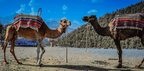 From Marrakech to Ourika Valley tour with two camels wearing colourful striped woven saddles