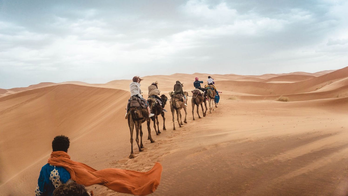 From Marrakech: To Sahara Tour with camel riders crossing orange desert dunes, led by a blue-robed guide
