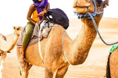 From Marrakech: To Sahara Tour showing a tan camel with a rider in desert clothing and colorful scarf