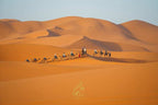 Luxury Camp Chebbi camel caravan crossing expansive orange sand dunes under clear sky in Merzouga Morocco