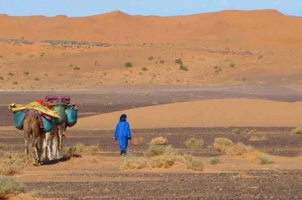 Desert trekking scene with person in blue robe walking alongside two camels carrying baskets in Merzouga Dunes landscape.