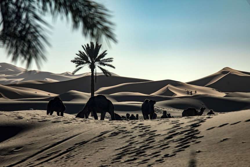 Merzouga hotel kanz Erremal desert scene with camels resting on golden sand dunes under a clear blue sky
