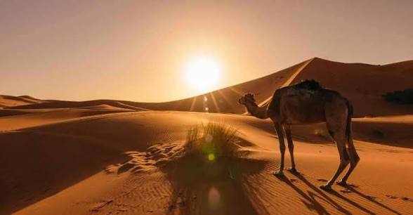 Camel trekking with a single camel standing on golden sand dunes under a clear sky during Merzouga sunrise in the Sahara Desert.