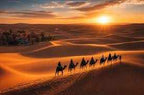 Camel caravan trekking across golden sand dunes at Merzouga sunrise with warm orange light and distant village.