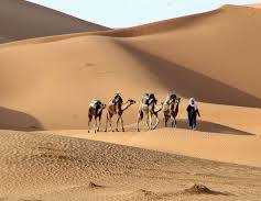 Merzouga Sunset Camel Trek featuring a caravan of camels with riders crossing golden sandy dunes under a warm sunlight glow