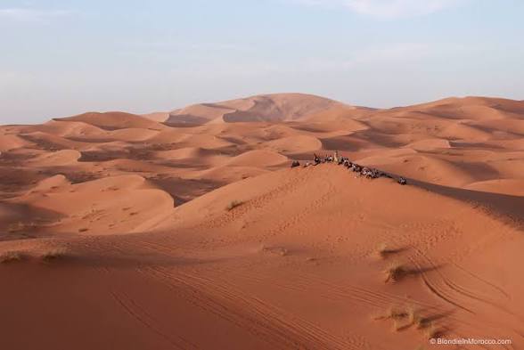 Merzouga Taxi Rent concept showing vast orange sand dunes in the Sahara Desert under clear blue sky with a group of camels atop a dune