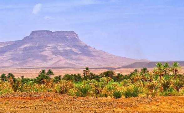 Merzouga Taxi Rent showcasing a scenic desert landscape with golden sand, green palm trees, and a flat-topped mountain under a clear sky