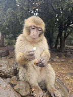 Young brown and beige monkey sitting on rocks in forest, holding food with both hands, peaceful expression